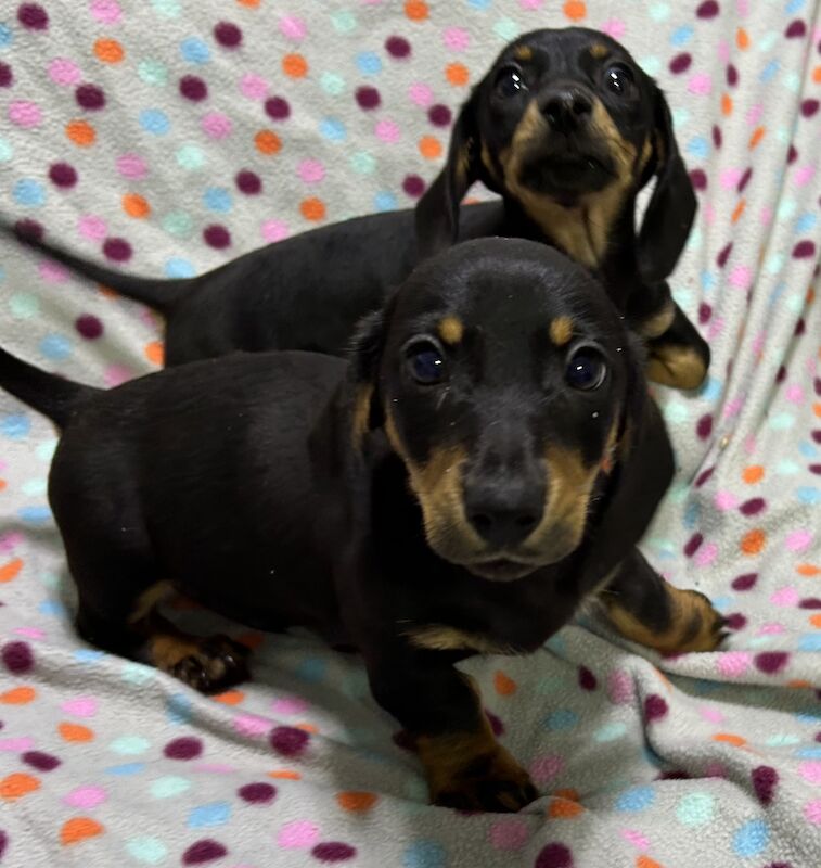 Mini dachshunds pra clear for sale in Wisbech, Cambridgeshire - Image 4