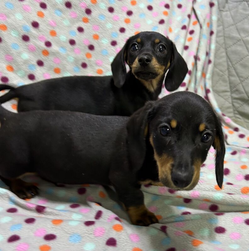 Mini dachshunds pra clear for sale in Wisbech, Cambridgeshire - Image 5
