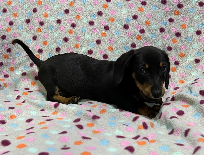 Mini dachshunds pra clear for sale in Wisbech, Cambridgeshire - Image 6