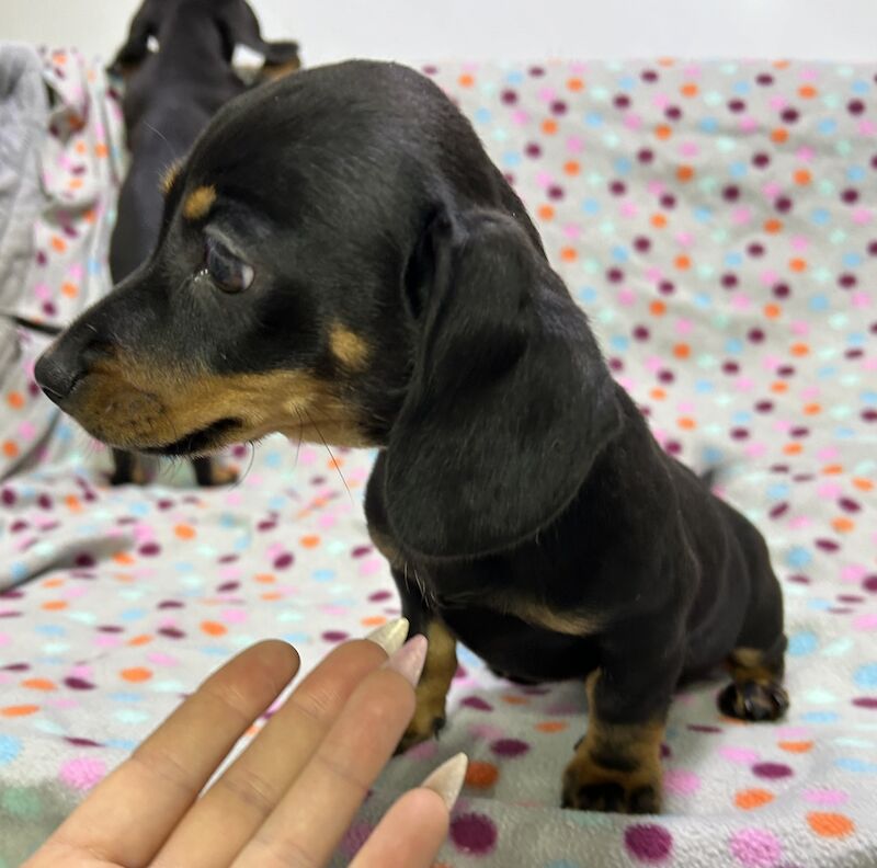 Mini dachshunds pra clear for sale in Wisbech, Cambridgeshire - Image 7