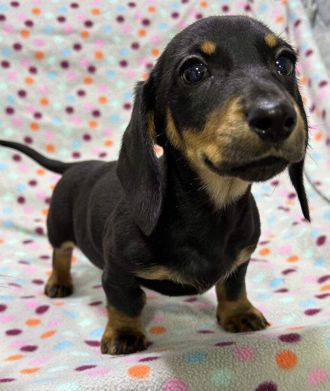 Mini dachshunds pra clear for sale in Wisbech, Cambridgeshire - Image 8
