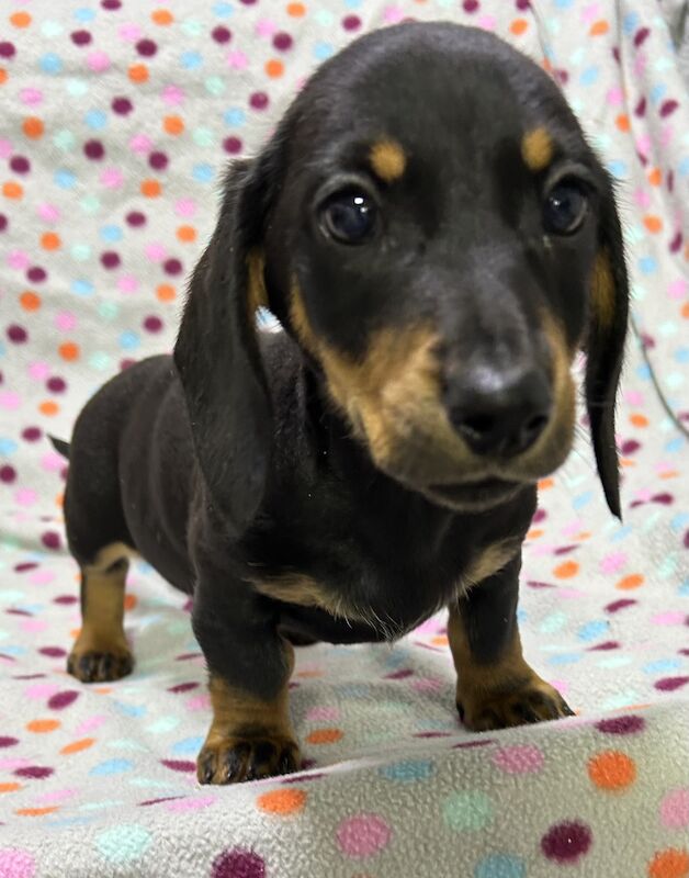 Mini dachshunds pra clear for sale in Wisbech, Cambridgeshire - Image 9