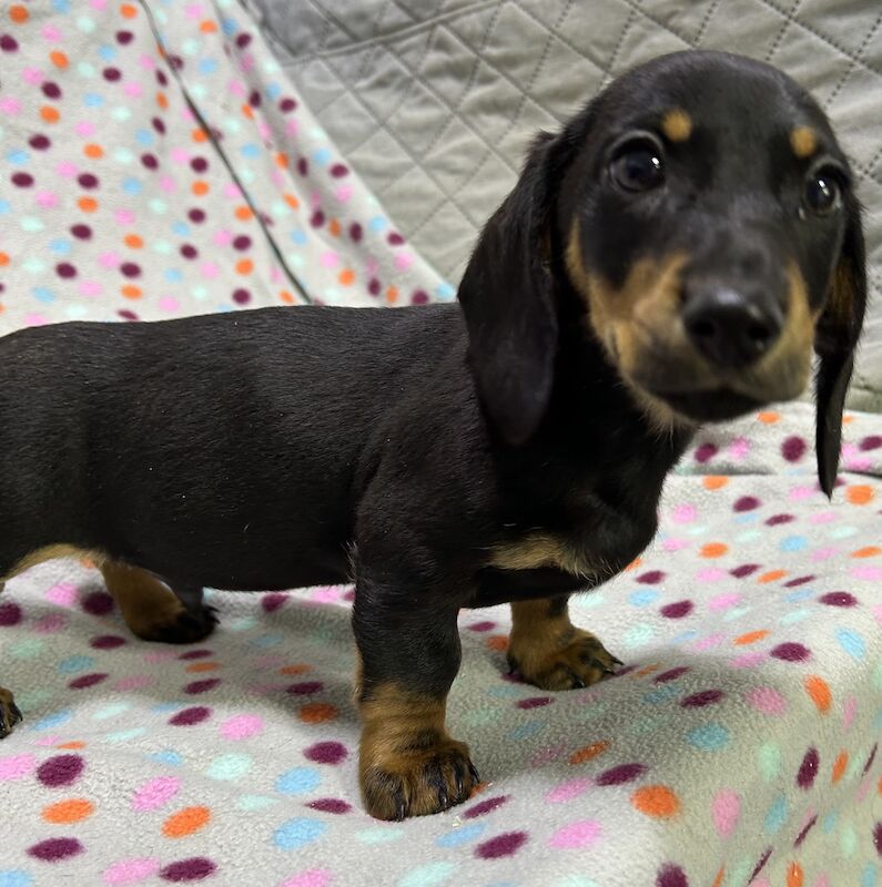 Mini dachshunds pra clear for sale in Wisbech, Cambridgeshire - Image 10