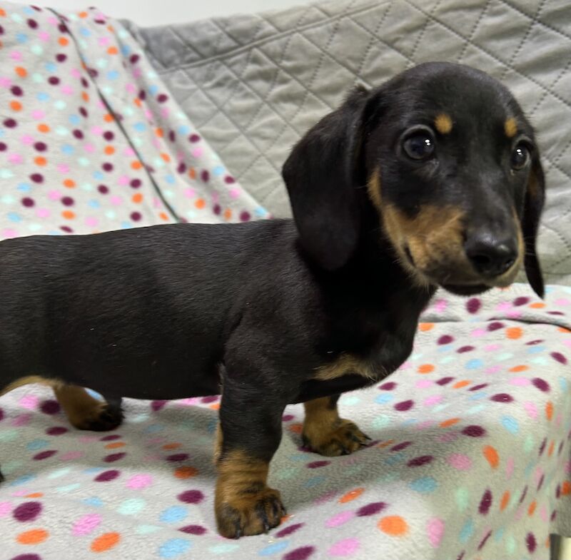 Mini dachshunds pra clear for sale in Wisbech, Cambridgeshire - Image 11