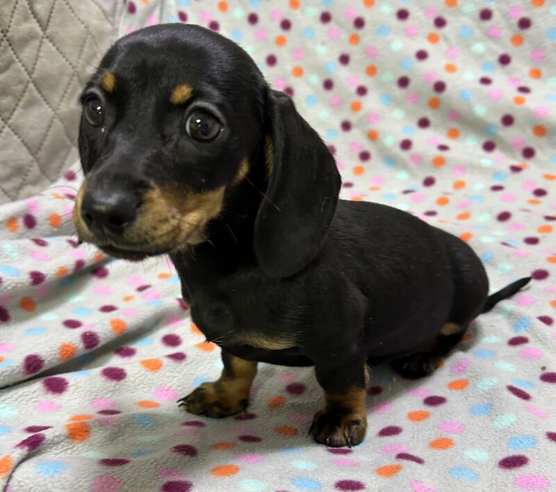 Mini dachshunds pra clear for sale in Wisbech, Cambridgeshire - Image 12