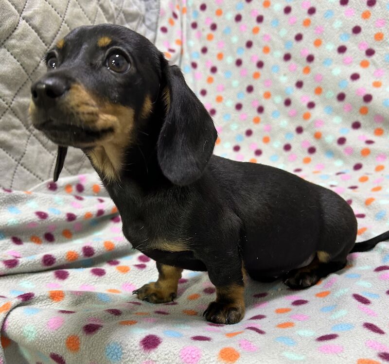 Mini dachshunds pra clear for sale in Wisbech, Cambridgeshire - Image 13