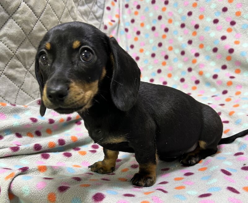 Mini dachshunds pra clear for sale in Wisbech, Cambridgeshire - Image 14