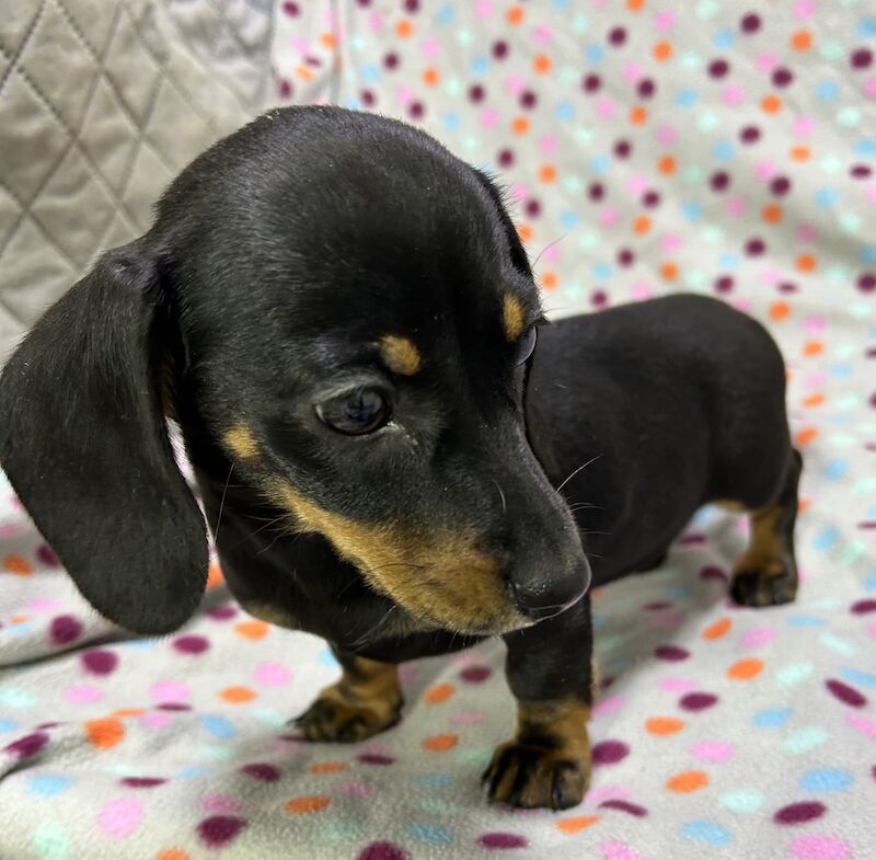 Mini dachshunds pra clear for sale in Wisbech, Cambridgeshire - Image 15