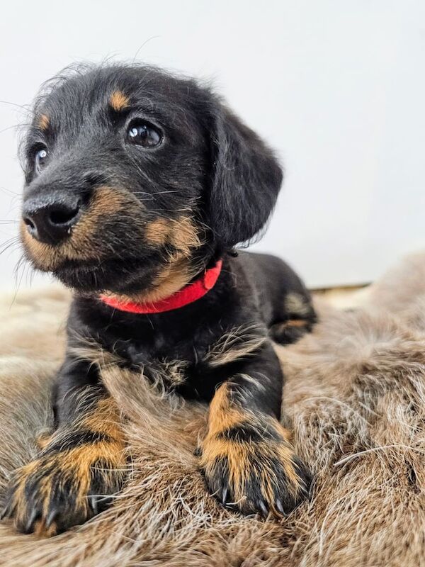 Mini Dachsund x Bichon puppies - ready to go for sale in Leicester, Leicestershire
