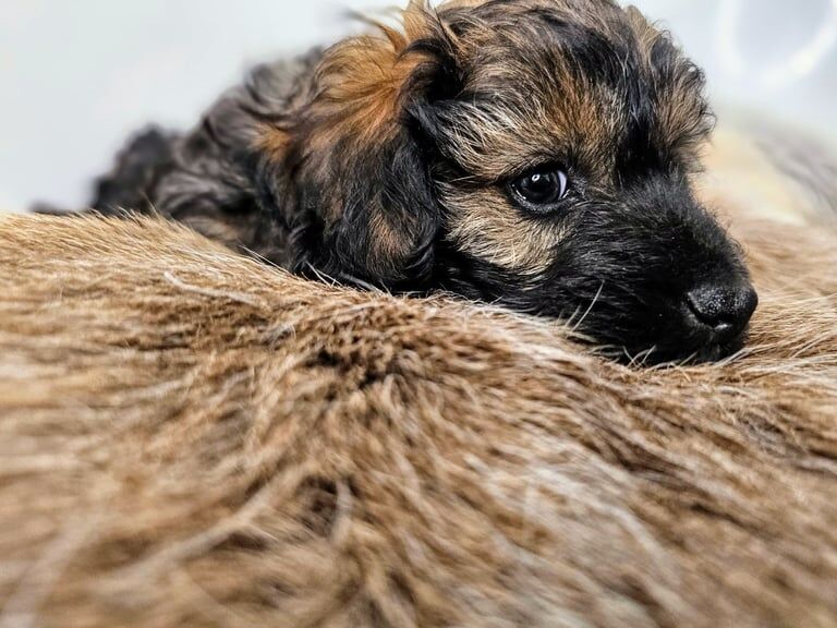 Mini Dachsund x Bichon puppies - ready to go for sale in Leicester, Leicestershire | Image 3