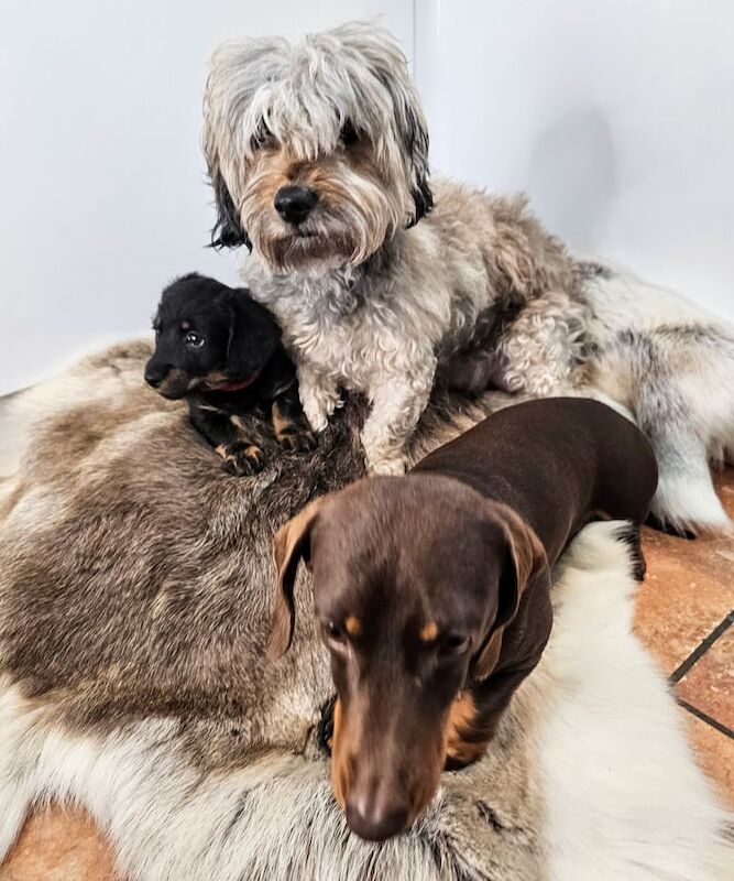 Dachshund puppies for sale in Leicester, Leicestershire – KC registered, 11 weeks old - Image 2 of 3