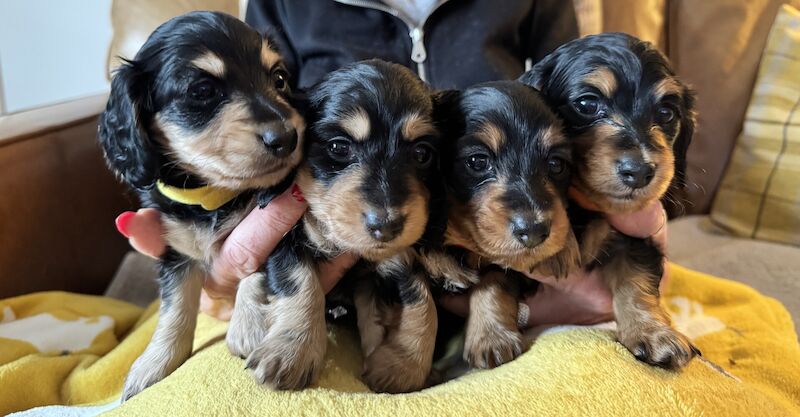 Mini long haired dachshunds for sale in Laurencekirk, Kincardineshire