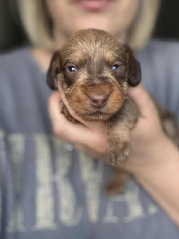 Dachshund puppies for sale in Wisbech, Cambridgeshire – KC registered, 10 minutes old