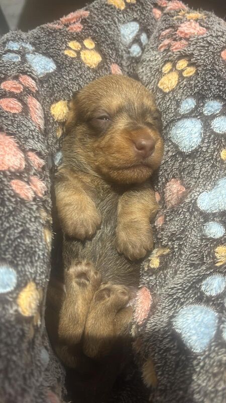 Dachshund puppies for sale in Wisbech, Cambridgeshire – KC registered, 4 weeks old - Image 2 of 8