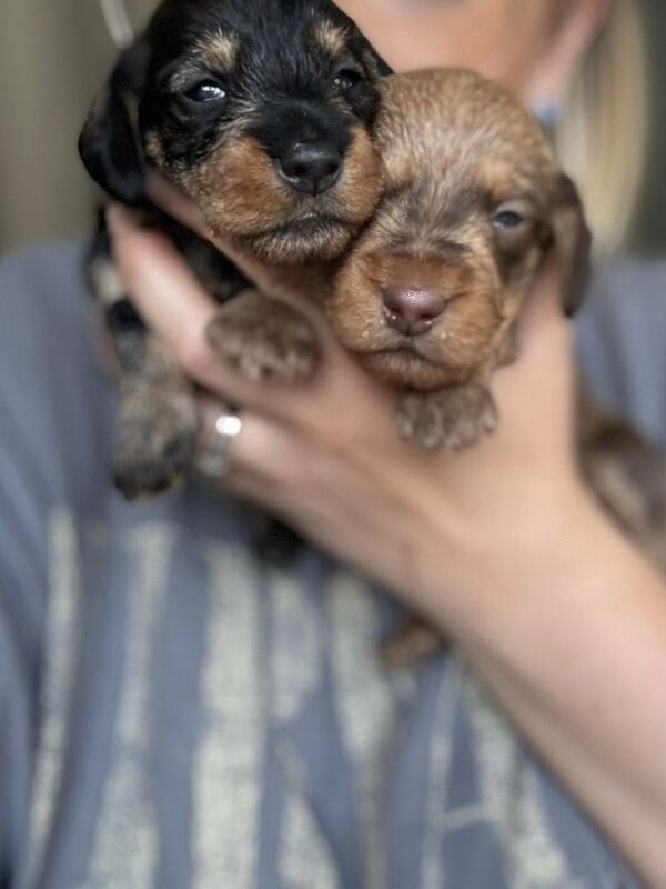 Dachshund puppies for sale in Wisbech, Cambridgeshire – KC registered, 4 weeks old - Image 3 of 8