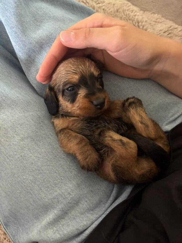 Dachshund puppies for sale in Wisbech, Cambridgeshire – KC registered, 4 weeks old - Image 4 of 8