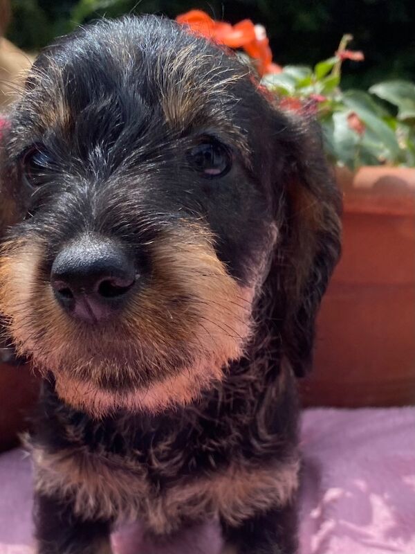 Dachshund puppies for sale in Wisbech, Cambridgeshire – KC registered, 4 weeks old - Image 5 of 8