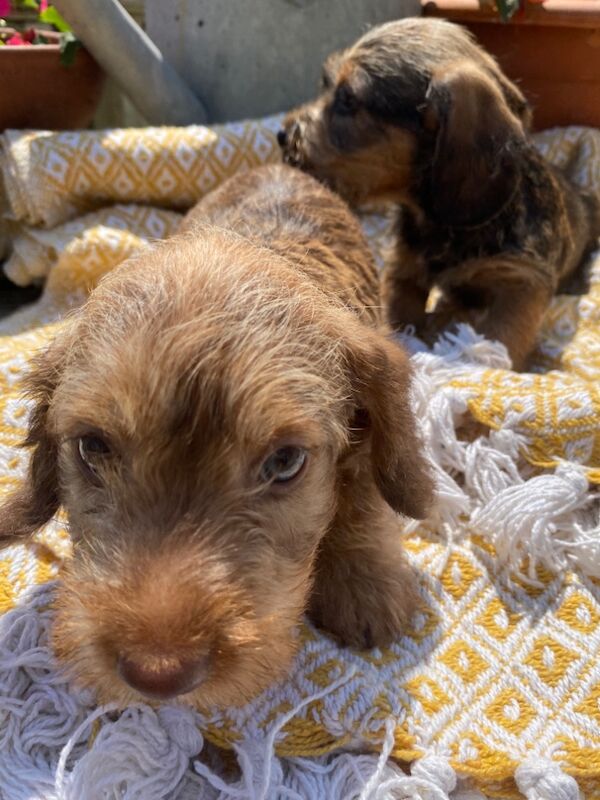 Dachshund puppies for sale in Wisbech, Cambridgeshire – KC registered, 4 weeks old - Image 6 of 8