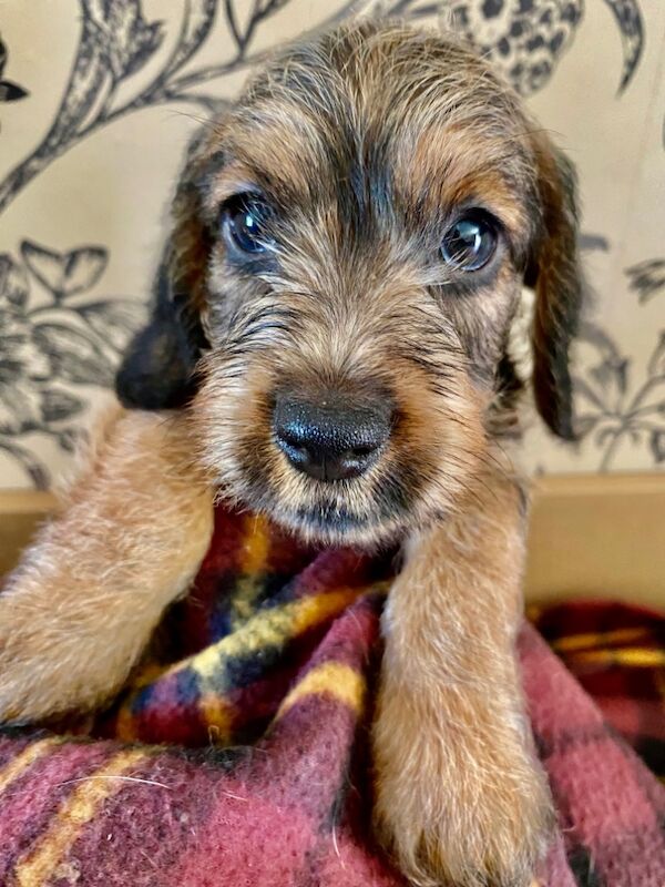 Dachshund puppies for sale in Wisbech, Cambridgeshire – KC registered, 4 weeks old - Image 7 of 8