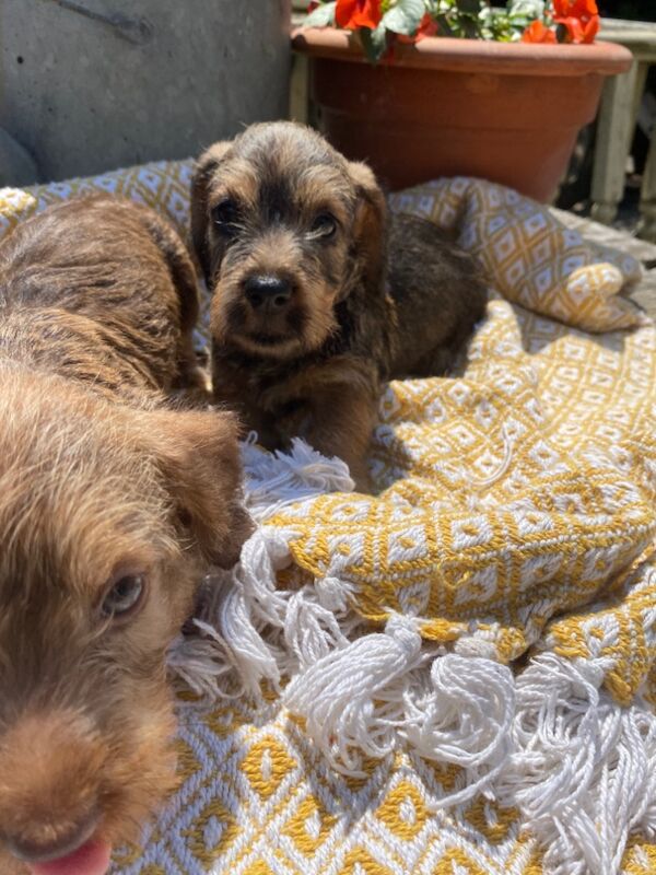 Dachshund puppies for sale in Wisbech, Cambridgeshire – KC registered, 4 weeks old - Image 8 of 8