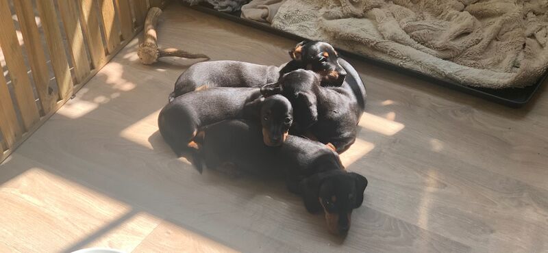 Miniature Black and Tan Dachshunds for sale in Storrington, West Sussex | Image 1