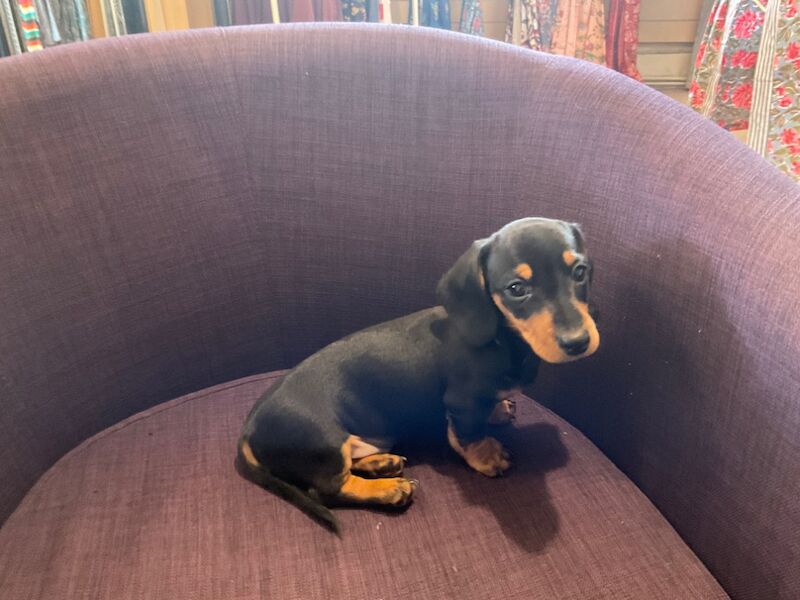 Dachshund puppies for sale in Storrington, West Sussex – KC registered, 1 year old - Image 2 of 3
