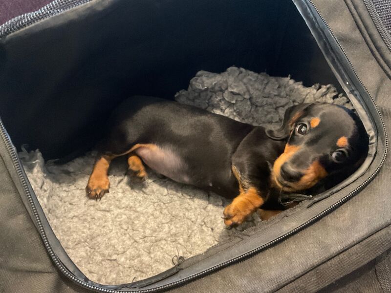 Dachshund puppies for sale in Storrington, West Sussex – KC registered, 1 year old - Image 3 of 3