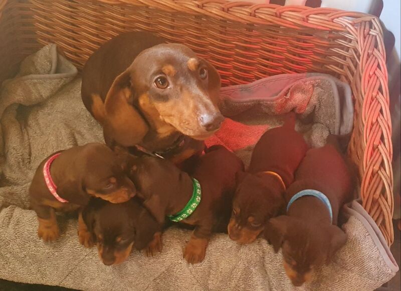 Dachshund puppies for sale in Reading, Berkshire – 1 year old