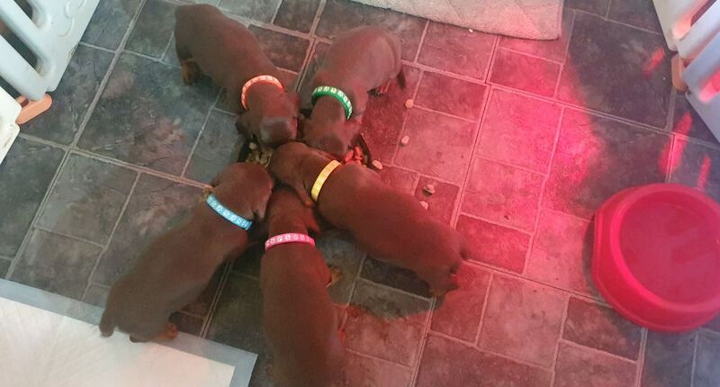 Miniature chocolate and tan boys for sale in Reading, Berkshire | Image 2
