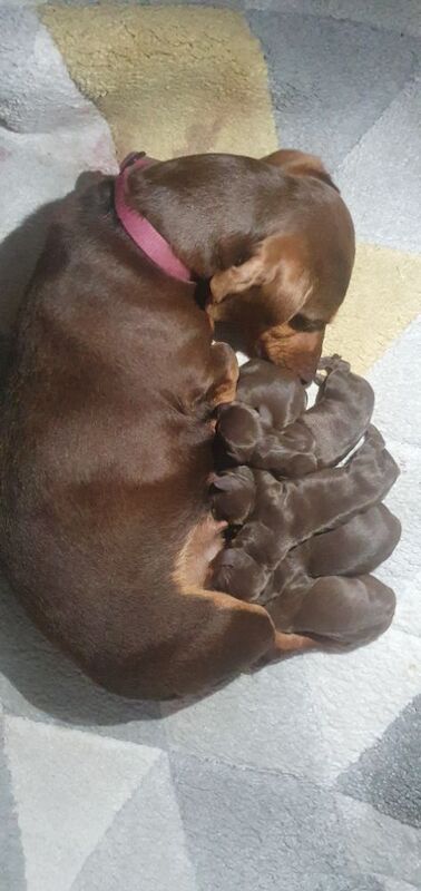 Miniature chocolate and tan boys for sale in Reading, Berkshire | Image 3