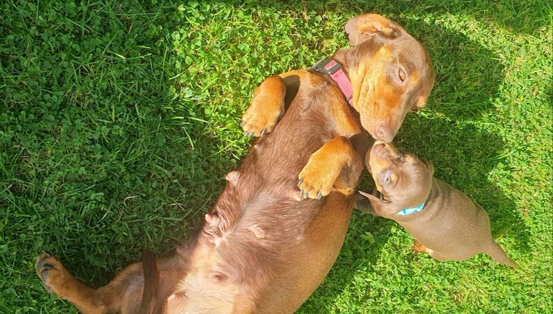 Dachshund puppies for sale in Reading, Berkshire – 10 months old - Image 4 of 7