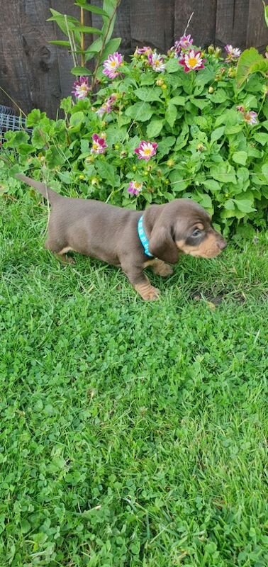 Dachshund puppies for sale in Reading, Berkshire – 10 months old - Image 5 of 7
