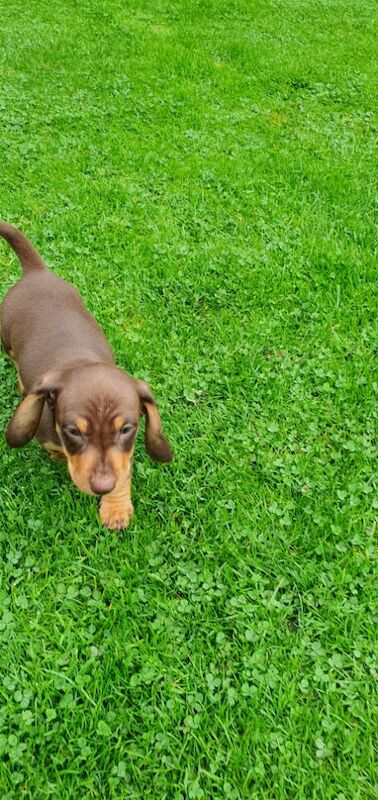 Dachshund puppies for sale in Reading, Berkshire – 10 months old - Image 6 of 7