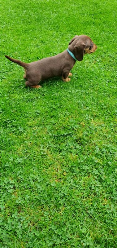 Dachshund puppies for sale in Reading, Berkshire – 10 months old - Image 7 of 7