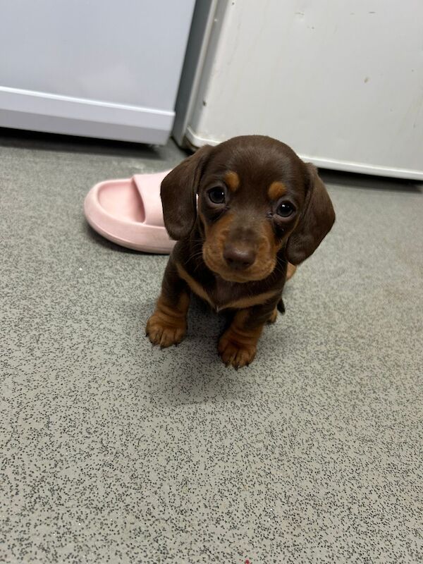 Miniature dachshund 1 boy for sale in Speke, Merseyside