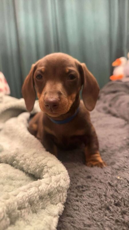 Miniature Dachshund. 1 boy left!! for sale in Dukinfield, Greater Manchester | Image 2