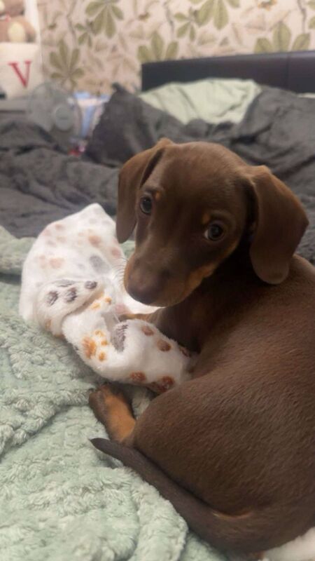 Miniature Dachshund. 1 boy left!! for sale in Dukinfield, Greater Manchester | Image 3
