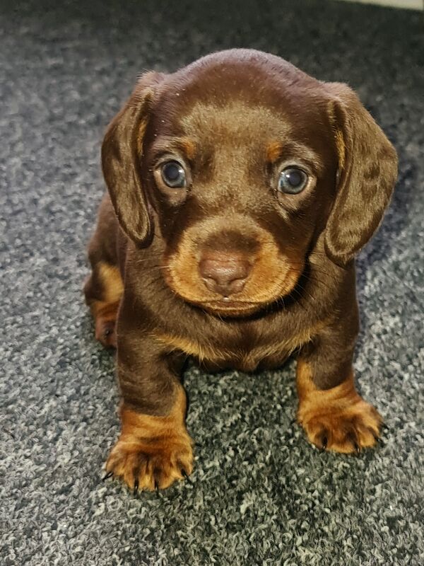 Miniature dachshund for sale in Gillingham, Kent - Image 1