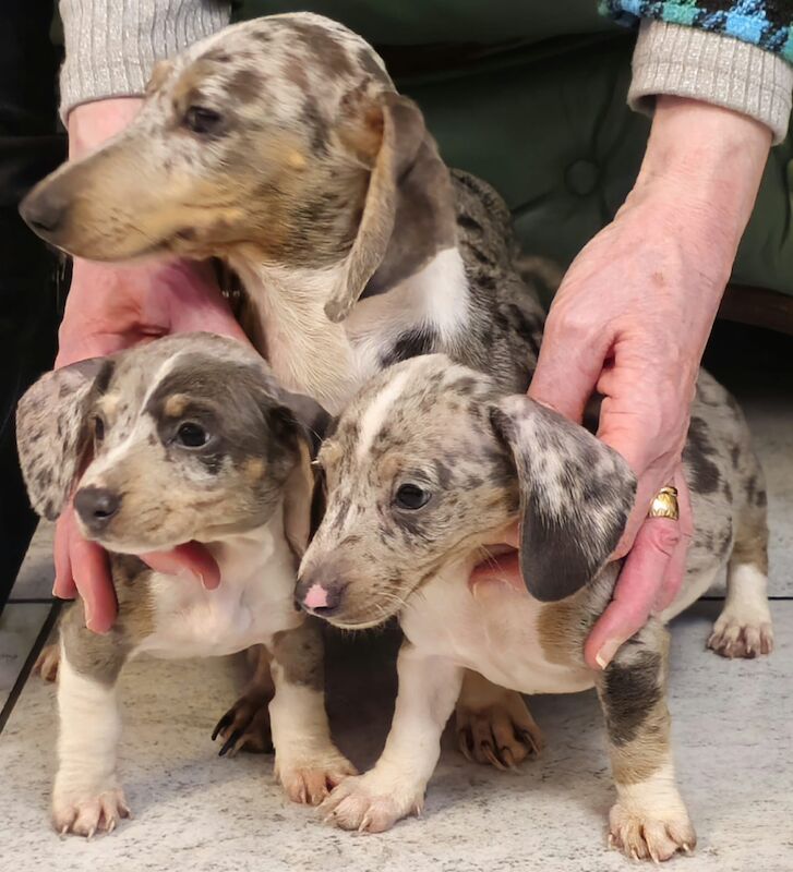 Miniature Dachshund for sale in Middlesbrough, North Yorkshire