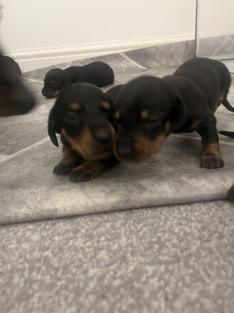 Miniature Dachshund for sale in Mexborough, South Yorkshire - Image 2