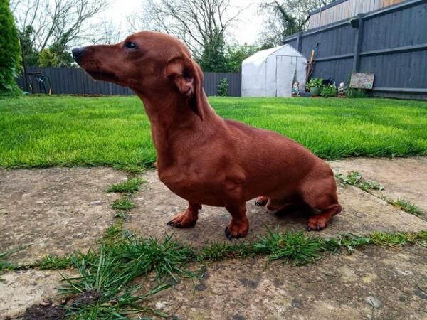 Miniature Dachshund - 2 Years old for sale in Nailsworth, Gloucestershire