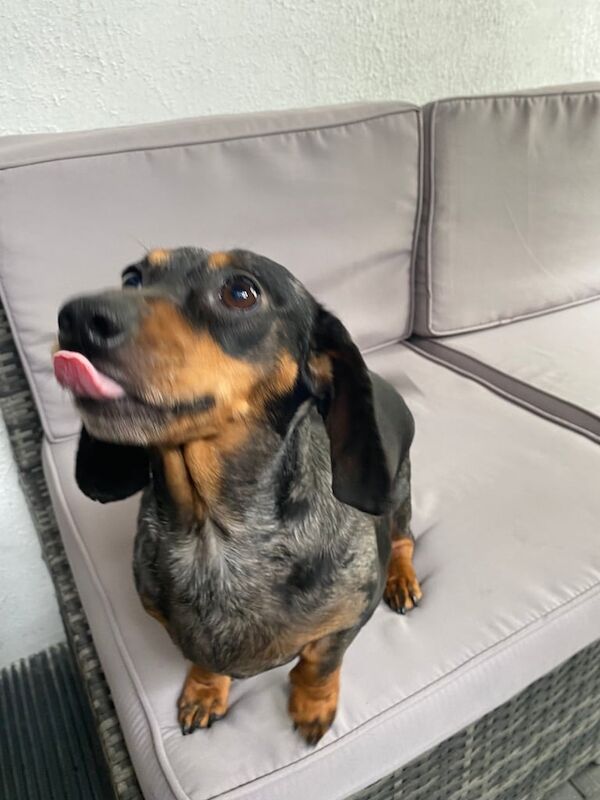Miniature Dachshund, 4 years, Female for sale in Irvine, Ayrshire and Arran