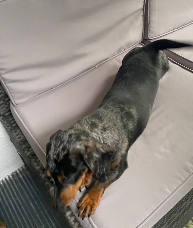 Miniature Dachshund, 4 years, Female for sale in Irvine, Ayrshire and Arran | Image 2