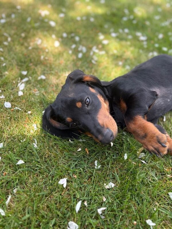 Miniature dachshund