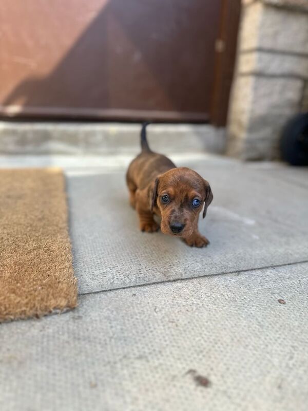 Miniature dachshund for sale in Alford, Aberdeenshire | Image 2