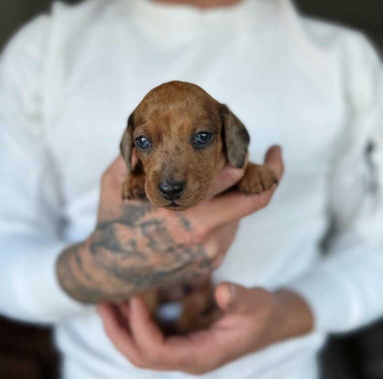 Miniature dachshund for sale in Alford, Aberdeenshire | Image 3