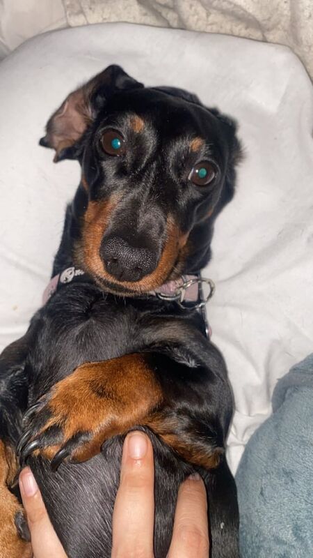 Miniature Dachshund for sale in Manchester, Greater Manchester | Image 3