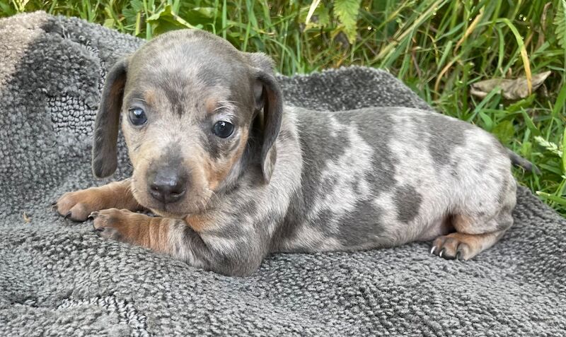 Dachshund puppies for sale in Wv67aj – 7 weeks old