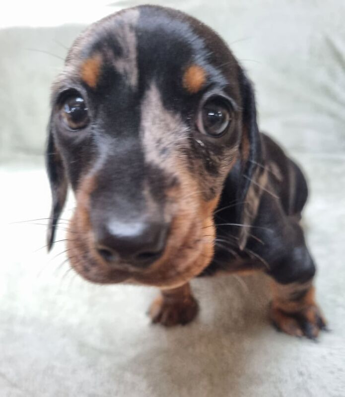 Miniature dachshund for sale in Oakham, Rutland