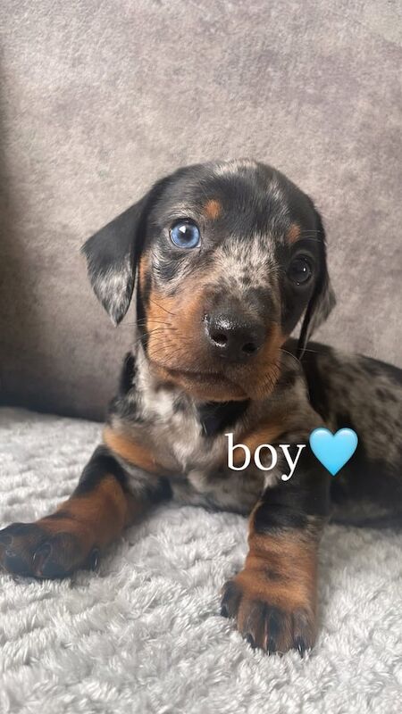 Miniature dachshund for sale in Bishop Auckland, Durham
